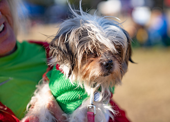 01291Bedford Tree-Pet 12-7-19