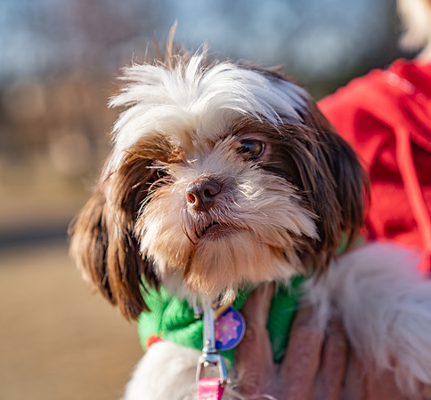 01293Bedford Tree-Pet 12-7-19